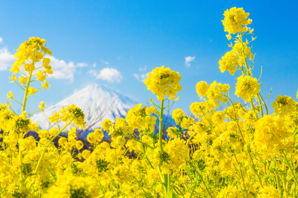 富士山と背比べ