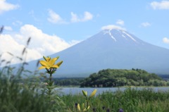 一厘の花と富士山