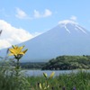 一厘の花と富士山