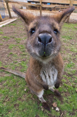 THE WALLABY