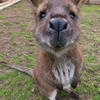 THE WALLABY