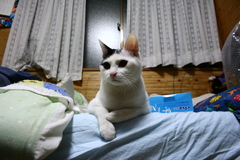高見の見物