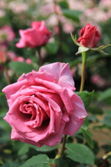 薔薇