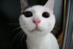 THE CAT