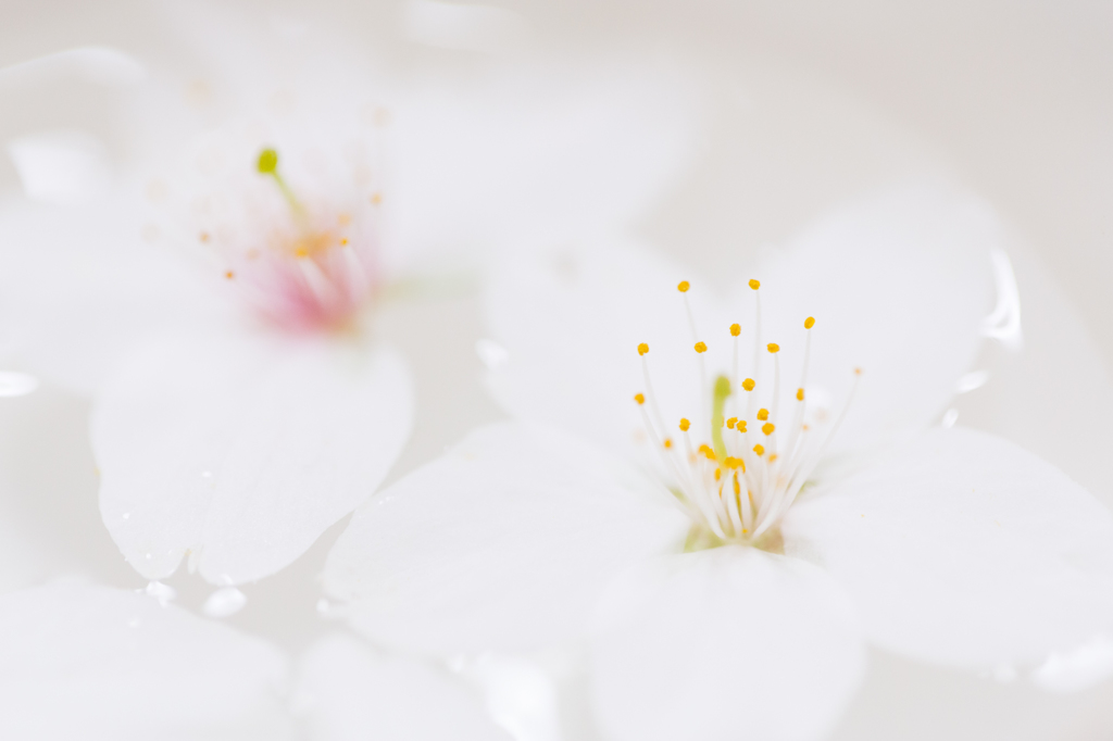 SAKURA ON THE WATER