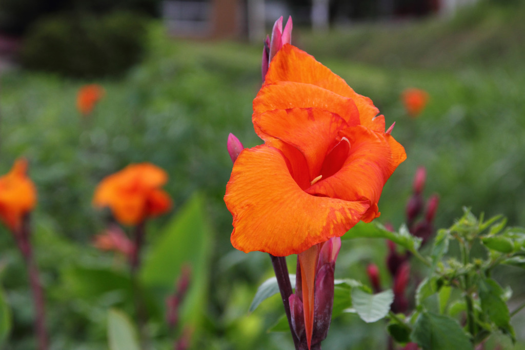 綺麗なオレンジの花