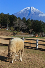 富士山の下で食べる草は格別やわ～