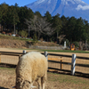 富士山の下で食べる草は格別やわ～