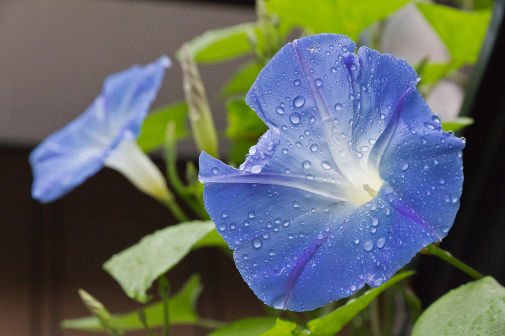 雨に濡れる朝顔