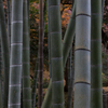 竹林