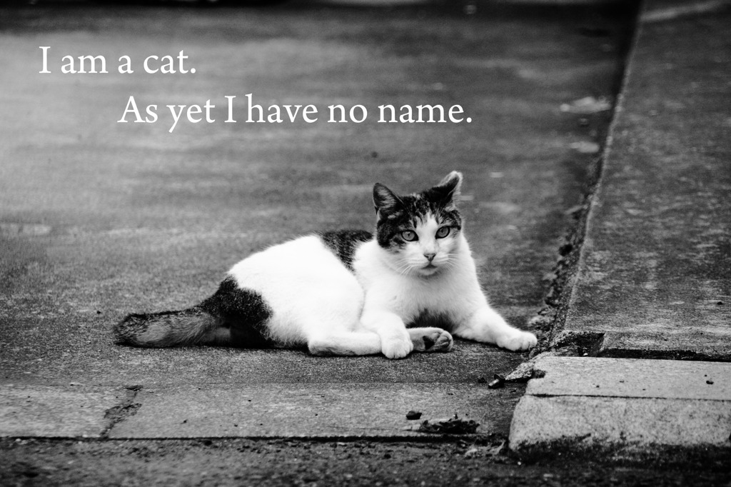 I am a cat.