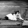 I am a cat.