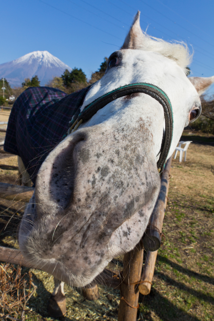 富士山の下でヒヒーン！