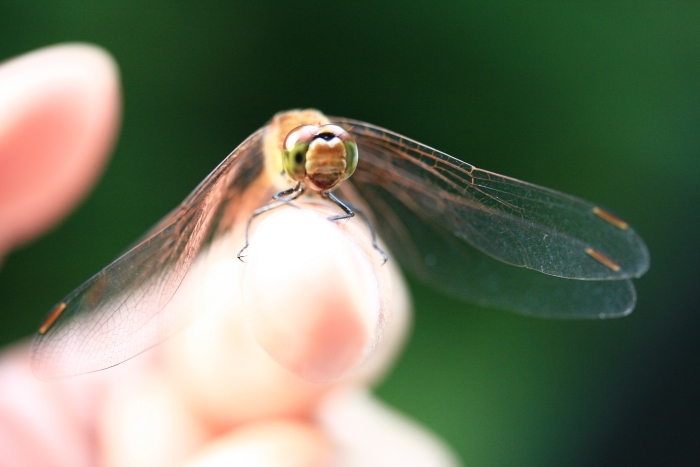 Dragonfly