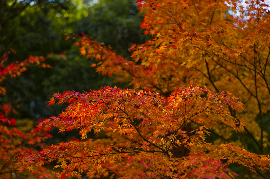 aki-iro kyoto