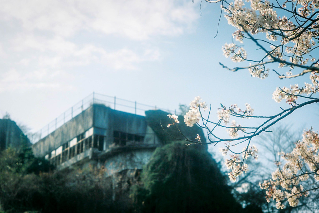 sakura with ruins