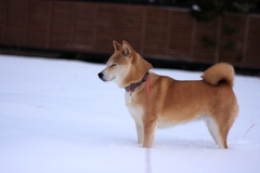 雪の中でなに思う…