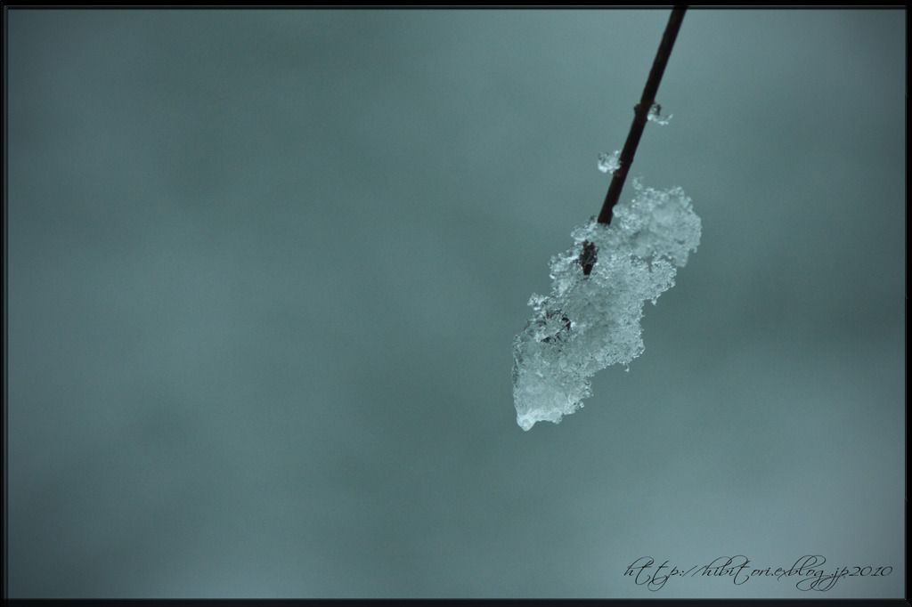 雪の蕾