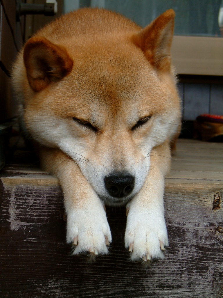 ぽかぽか陽気はねむいワン…