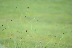 紅い雨粒