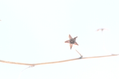 お星さま