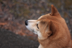 まだ遊びたいな…