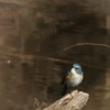 青い鳥みつけた