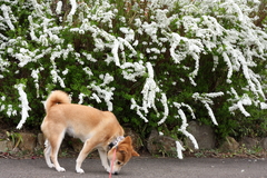 お花きれいだよ、かりんちゃん…