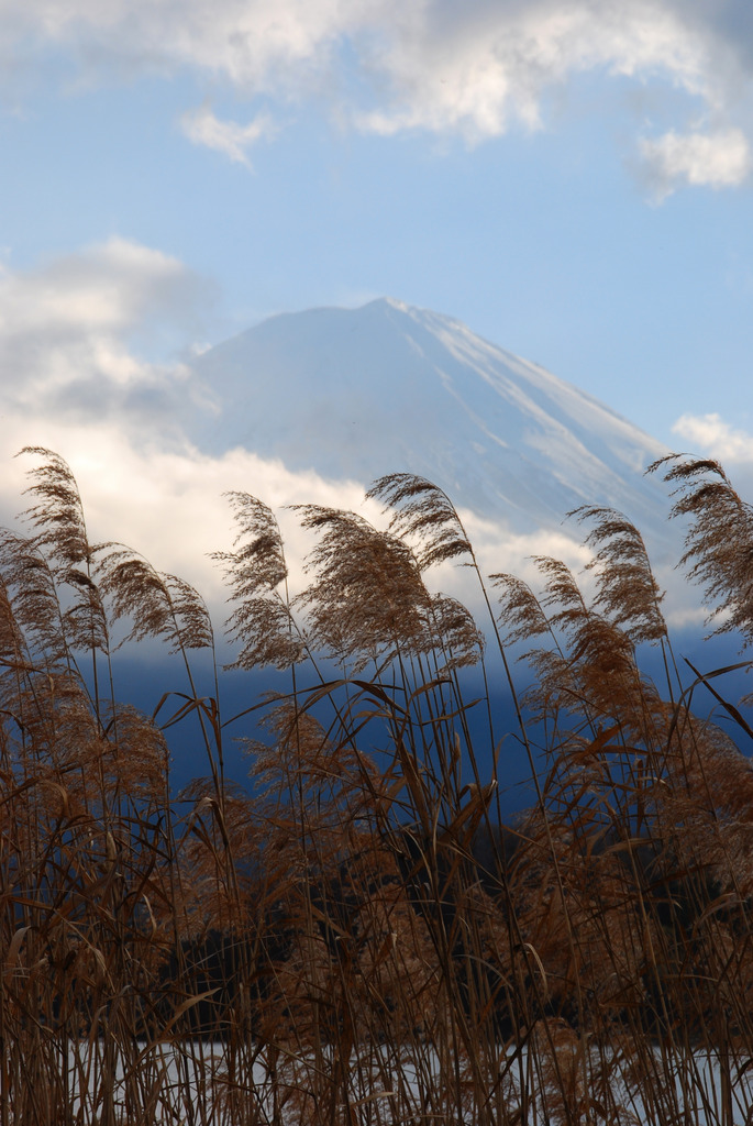 富士山とススキ
