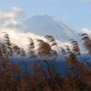 富士山とススキ