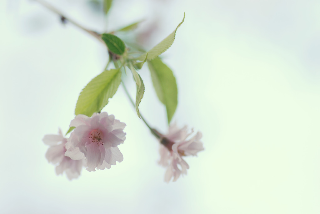 淡麗桜