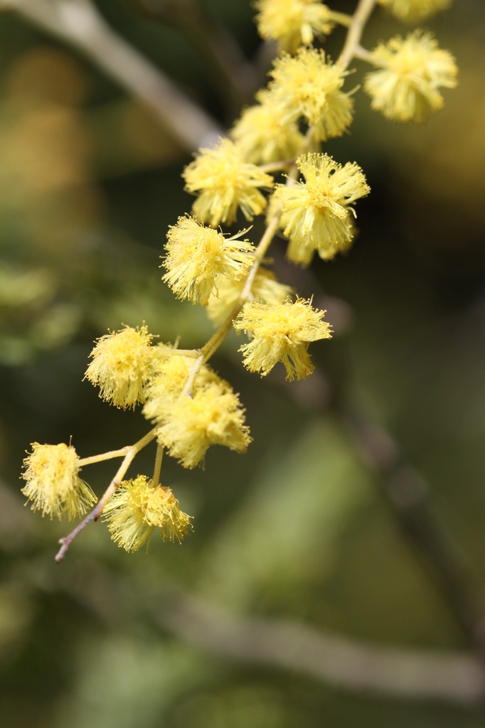 この花の名は？（接写）