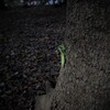 秋にカマキリと出会う