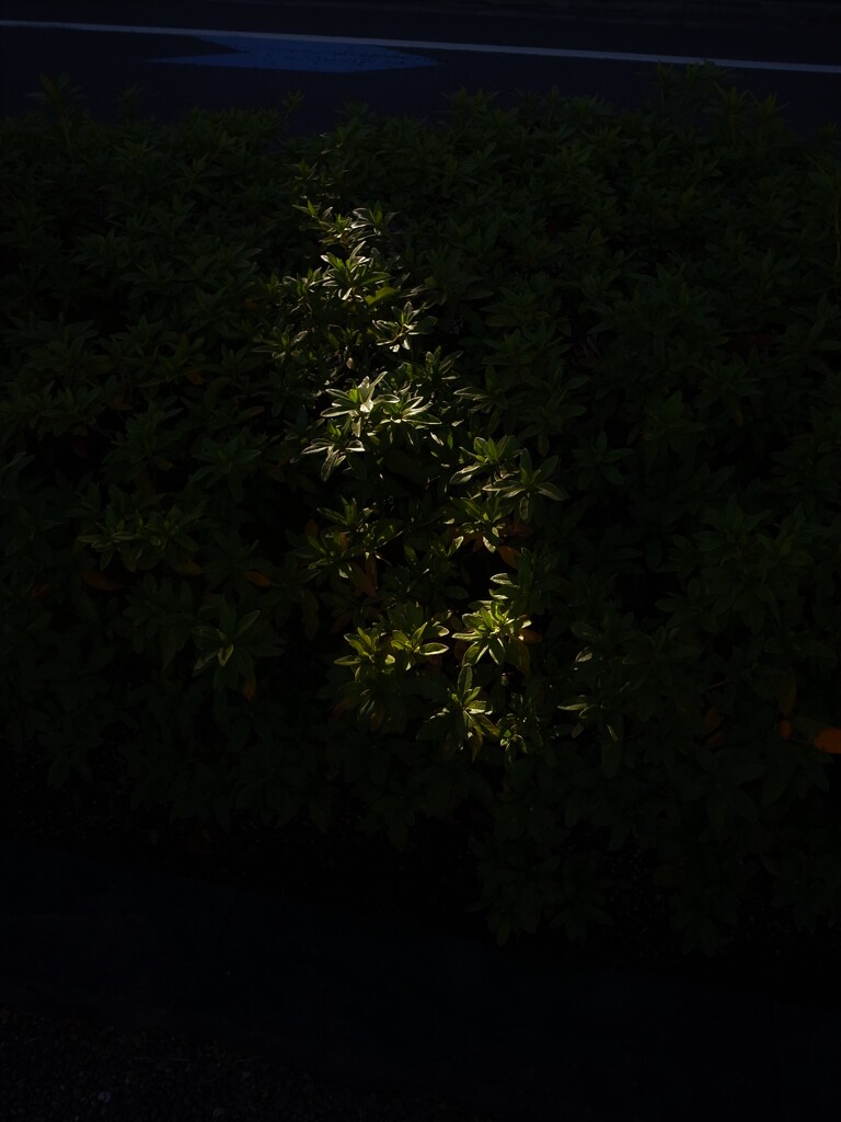 光
