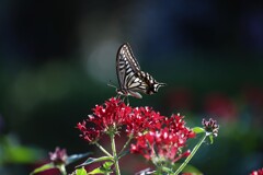 試し撮り　花と蝶