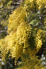 この花の名は？