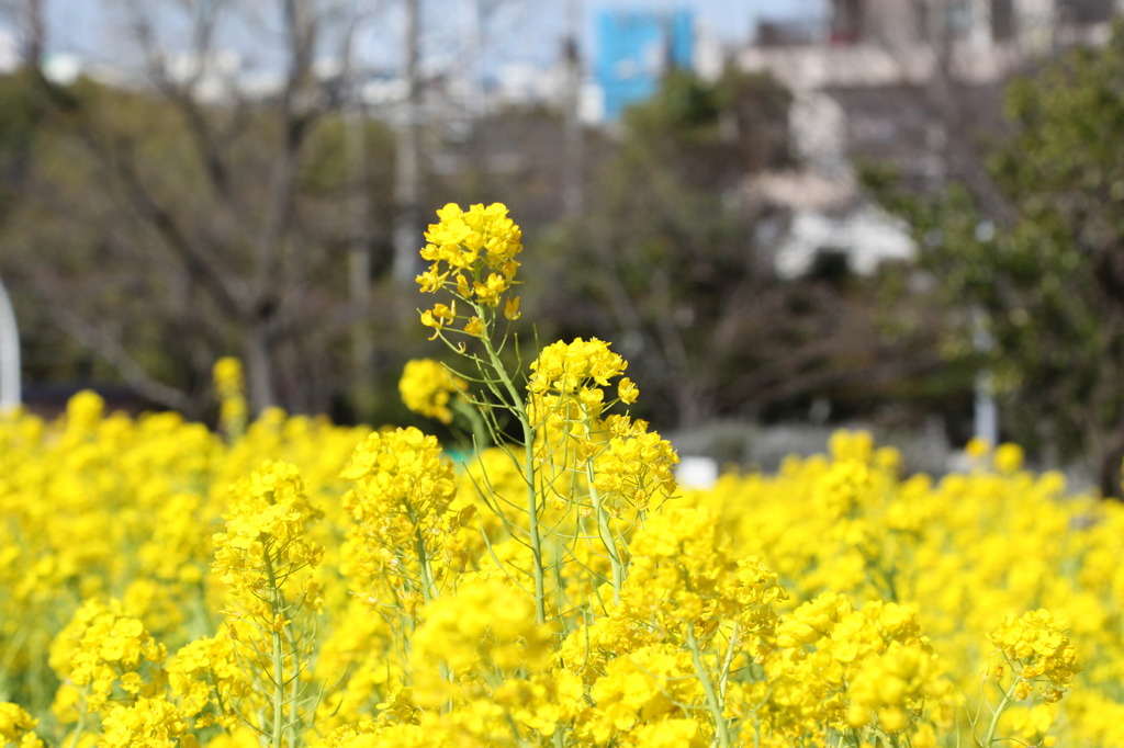 菜の花