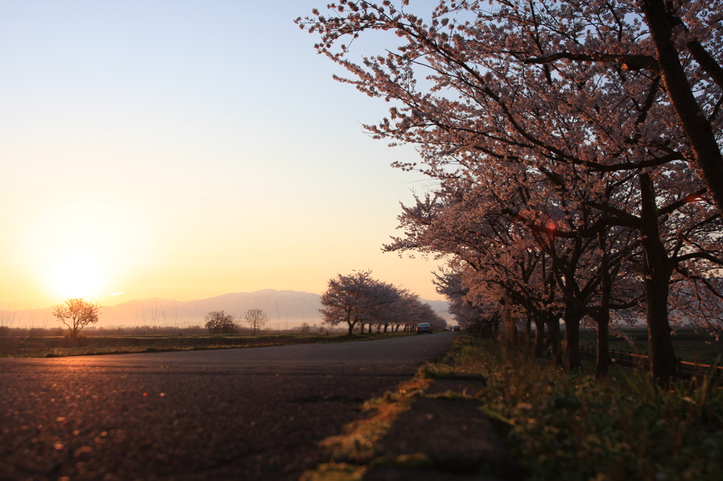 桜の朝