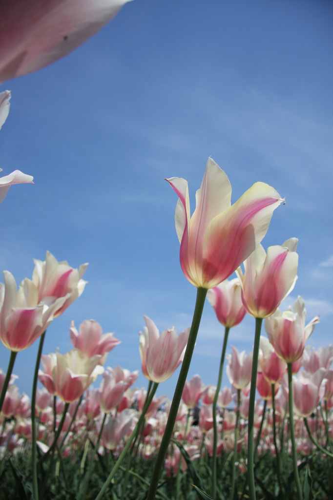 Tulips