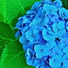 紫陽花
