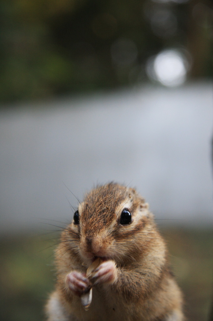 もぐもぐ＾＾