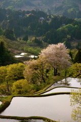 棚田に咲く桜