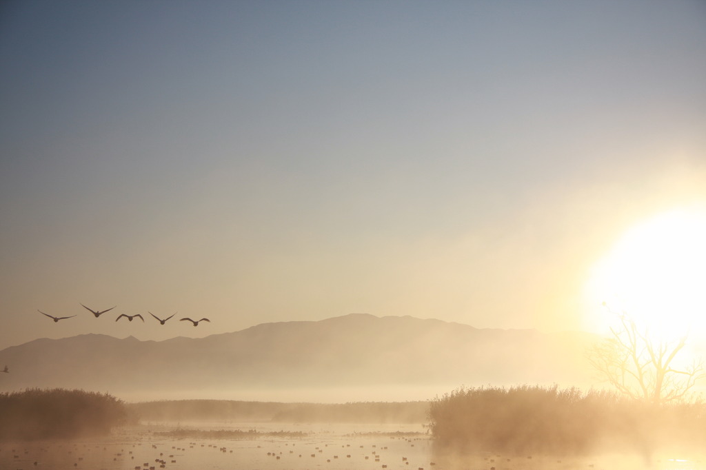 The swan to sunrise