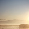 The swan to sunrise
