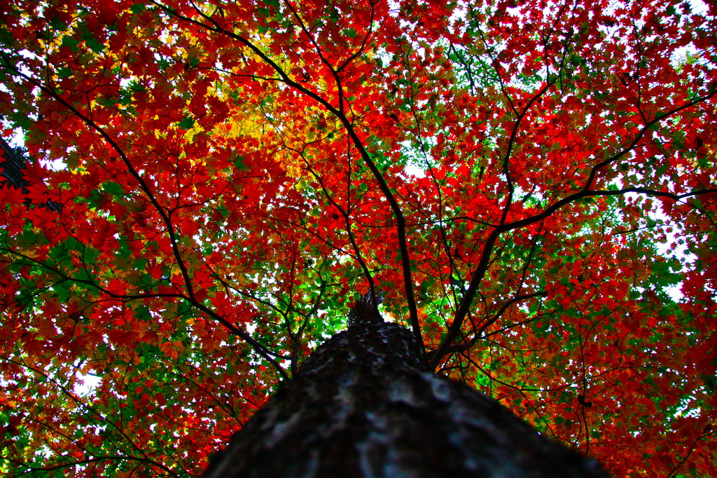 紅葉→高揚