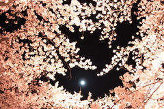 月天桜