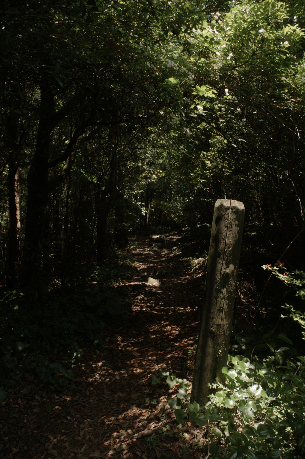 IMGP0040