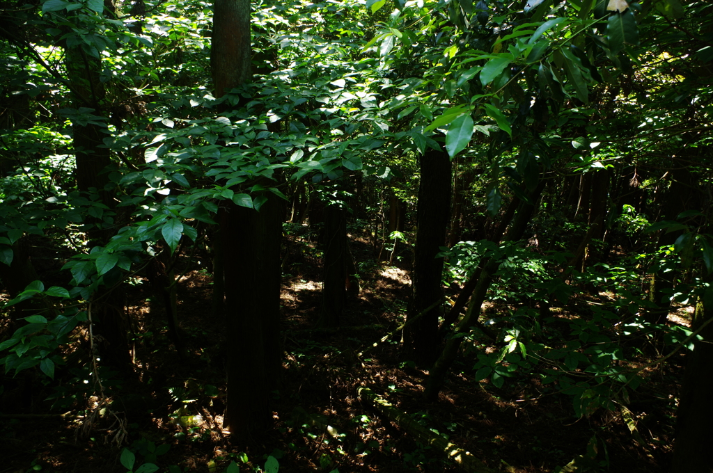 IMGP0048