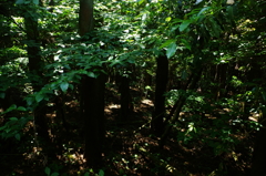 IMGP0048