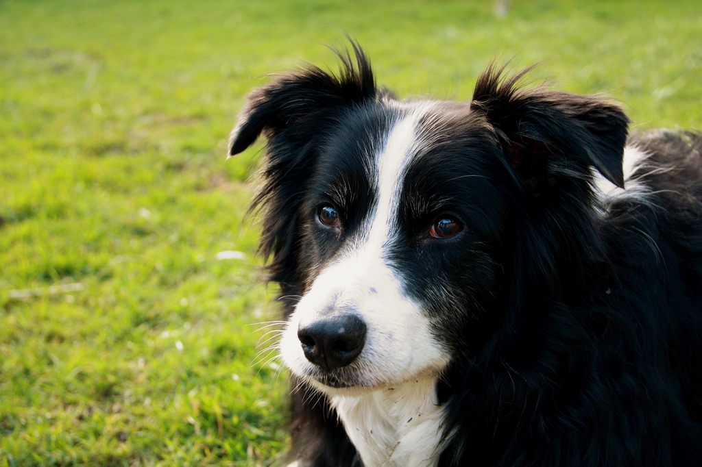 staring at frisbee